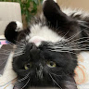 Meet your Posher, Abel